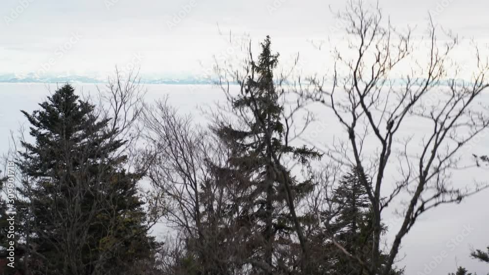 Jib up from pine tree with low hanging clouds in a valley in the background Jib up from pine tree with low hanging clouds in a valley in the background