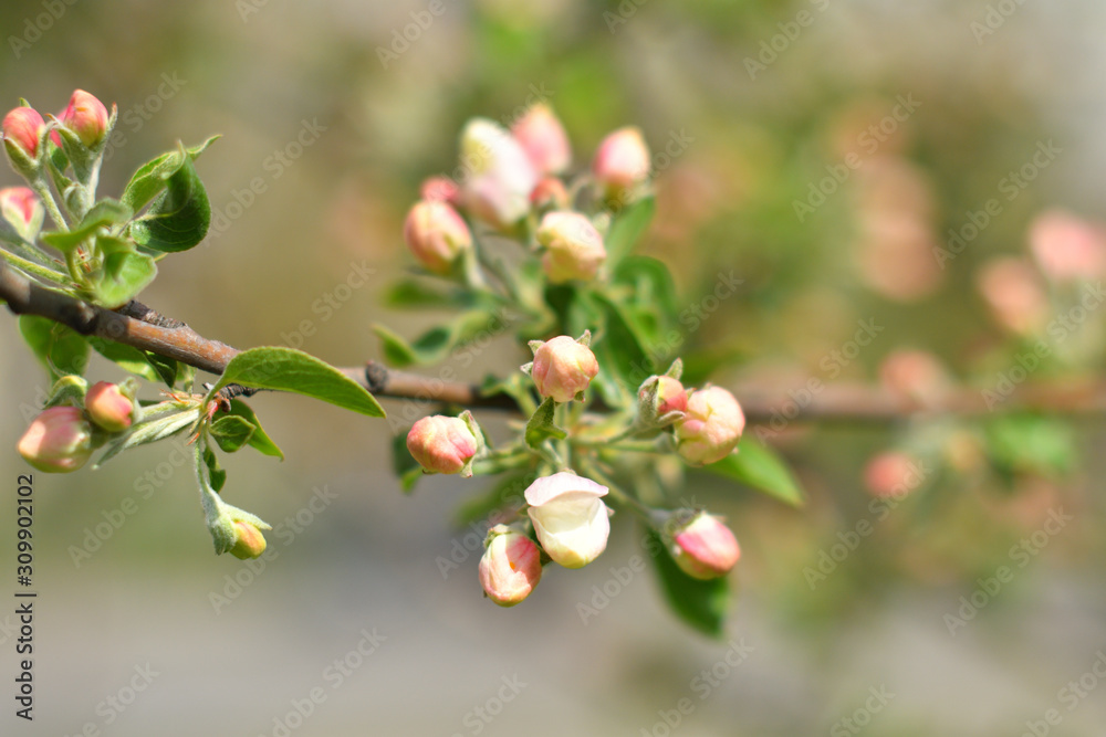 Tender apple tree on a spring day.blooming apple tree branch, white flowers of apple tree.Against the backdrop of the city Tender apple tree on a spring day.blooming apple tree branch, white flowers of apple tree.Against the backdrop of the city