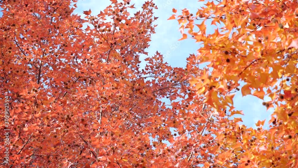 トウカエデ 木 紅葉 秋 日本 トウカエデ 木 紅葉 秋 日本