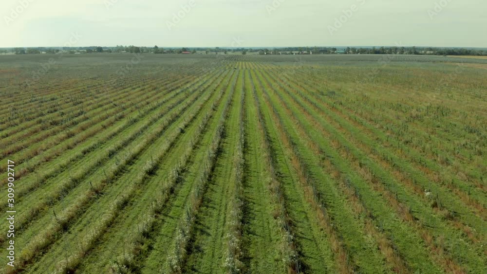 Apple Orchard Aerial View. Flying High Above an Apple Orchard. Flying A Drone Over Fruit Plantation. Apple Orchard Aerial View. Flying High Above an Apple Orchard. Flying A Drone Over Fruit Plantation.