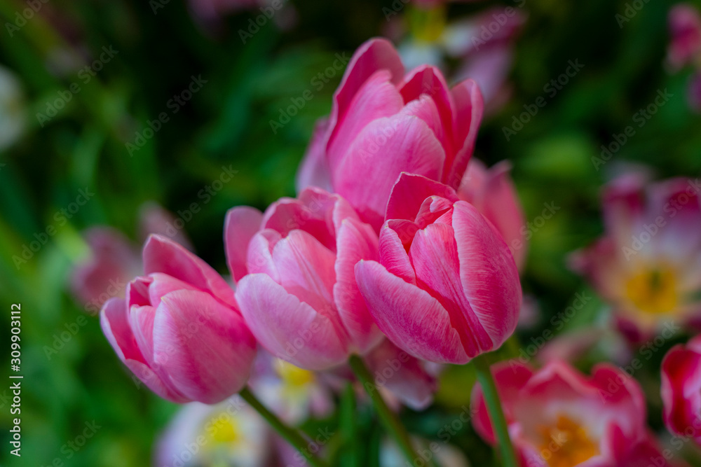 Close-up of pink tulips in a field of pink tulips. Selective focus