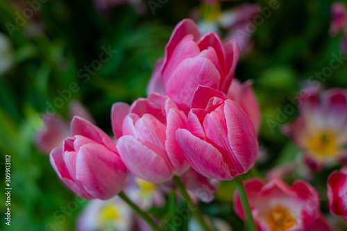 Close-up of pink tulips in a field of pink tulips. Selective focus
