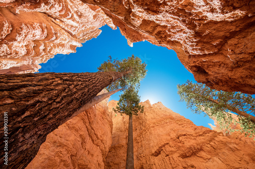Bryce canyon, looking up from the bottom 