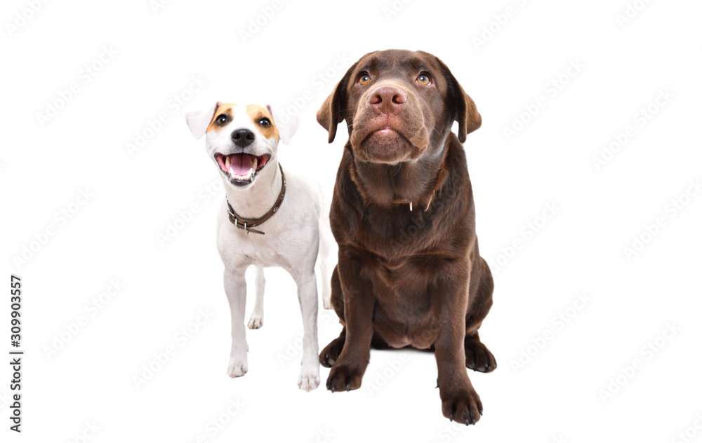 Funny Jack Russell terrier and Labrador puppy together isolated on white background