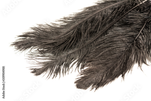 Black feathers