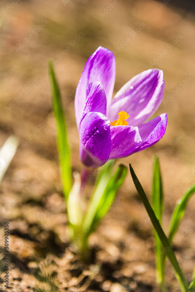crocus in spring crocus in spring