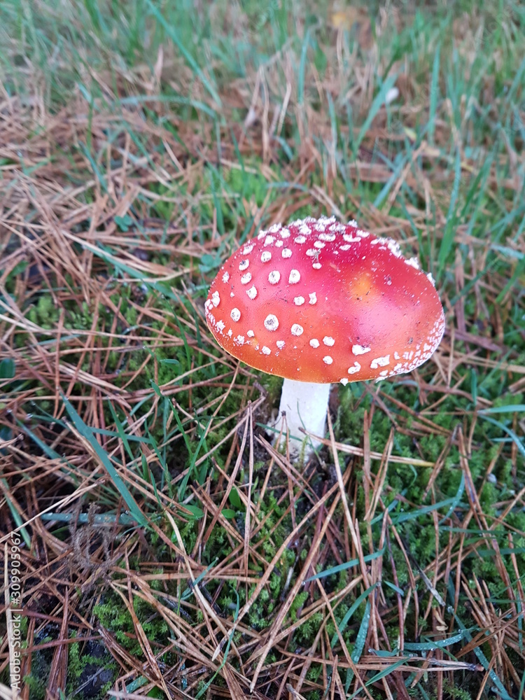 Toxic fly agaric .mushroom during the autumn on the Veluwe area in the netherlands Toxic fly agaric .mushroom during the autumn on the Veluwe area in the netherlands