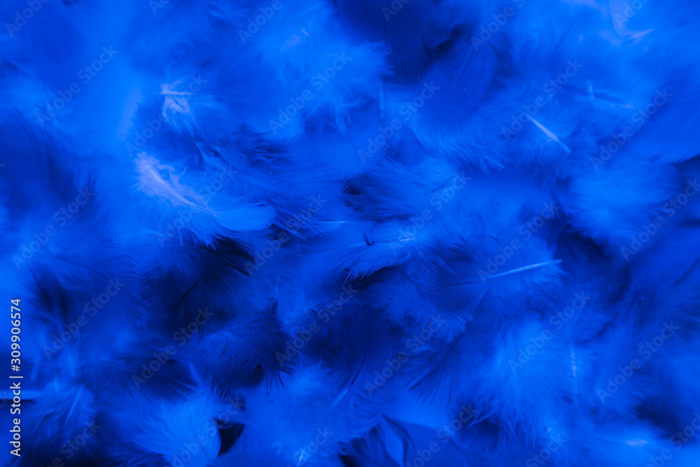 Obraz premium Beautiful abstract colorful purple and blue feathers on black background and soft white pink feather texture on white pattern and blue background