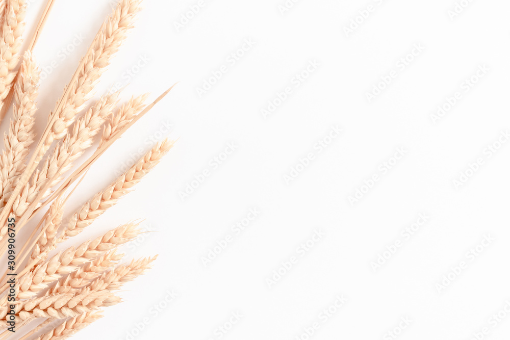 Bouquet of wheat spikelets on white background with copy space - obrazy, fototapety, plakaty 