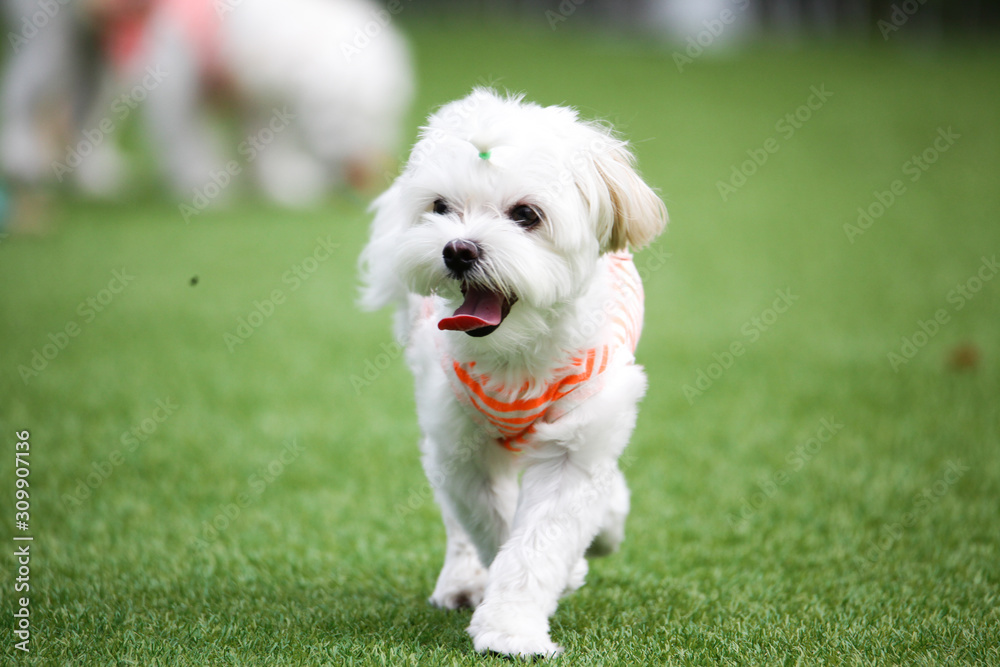 Fun puppies in a private playground	