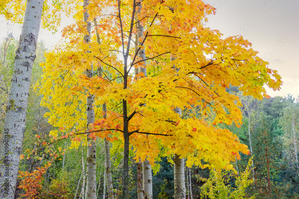Fototapeta premium Young maple with autumn leaves among the aspen trunks