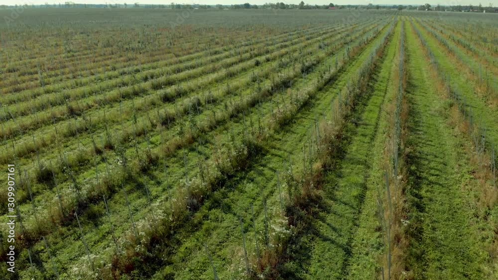 Apple Orchard Aerial View. Flying High Above an Apple Orchard. Flying A Drone Over Fruit Plantation. Apple Orchard Aerial View. Flying High Above an Apple Orchard. Flying A Drone Over Fruit Plantation.
