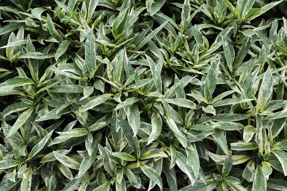 background of green leaves