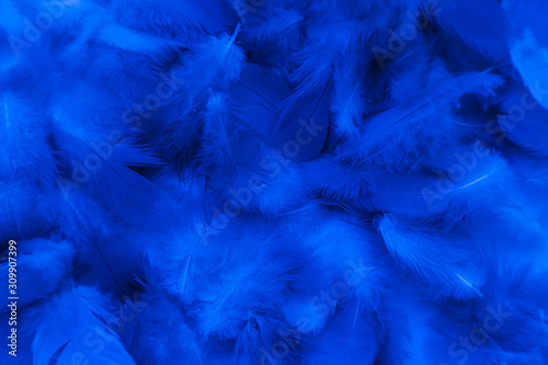 Beautiful abstract colorful purple and blue feathers on black background and soft white pink feather texture on white pattern and blue background © Weerayuth