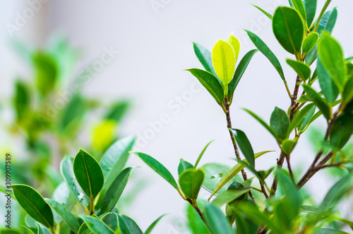 The trees are budding leaves.