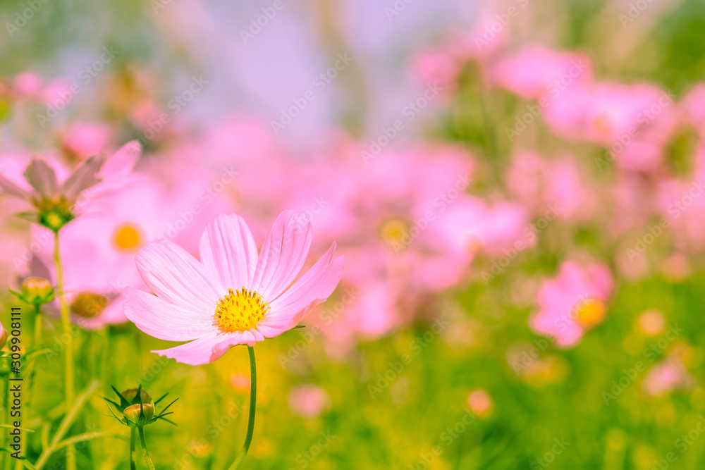 Selective soft focus of Beautiful pink cosmos flower field in outdoor floral garden meadow background in vintage style. Colorful cosmos flower blooming nature in winter spring season. Selective soft focus of Beautiful pink cosmos flower field in outdoor floral garden meadow background in vintage style. Colorful cosmos flower blooming nature in winter spring season.