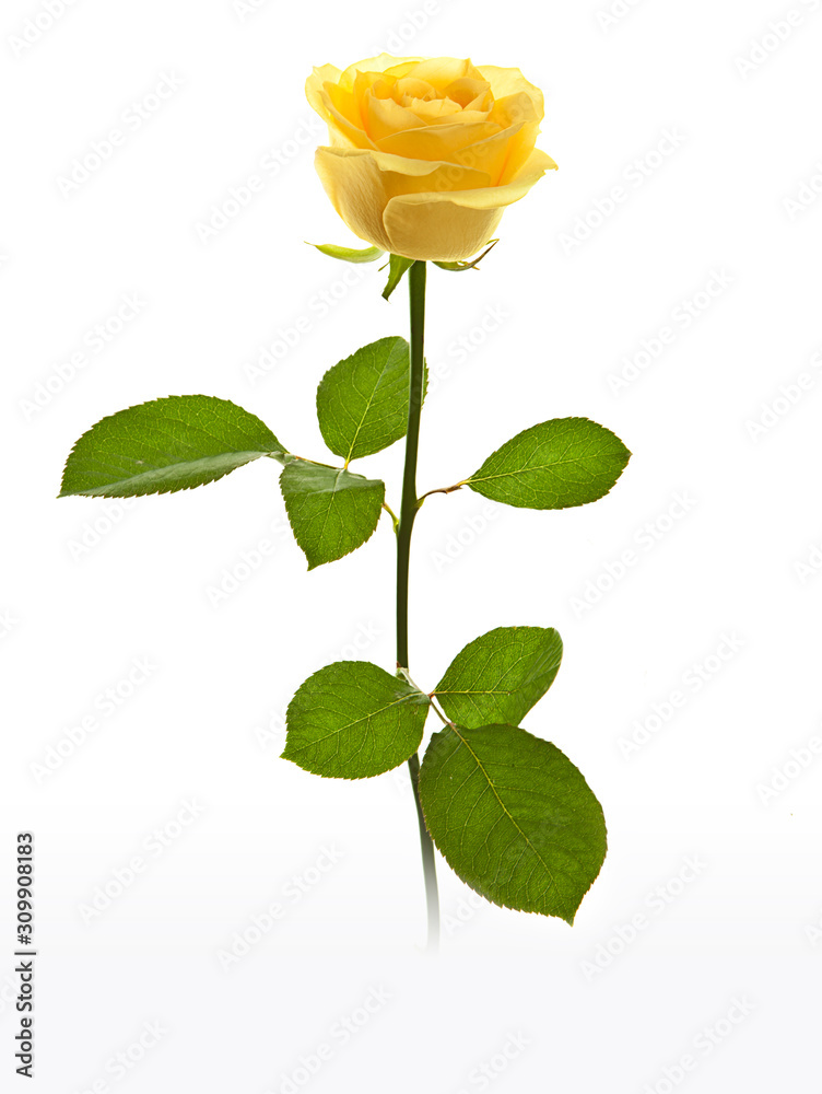 Obraz premium rosa amarilla aislada