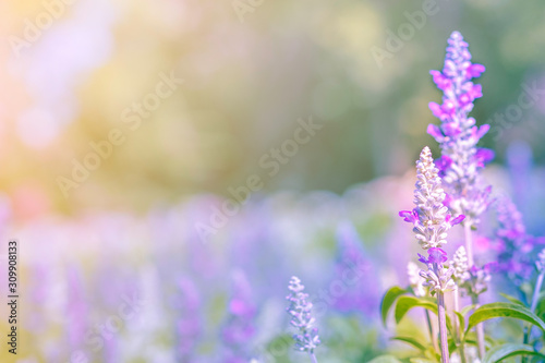 Selective soft focus of Beautiful salvia farinacea flower field in outdoor garden. Blue Salvia flower blooming in the spring garden. Colorful purple flowers plant of Victoria blue. Violet fields .