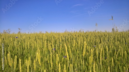 green wheat field