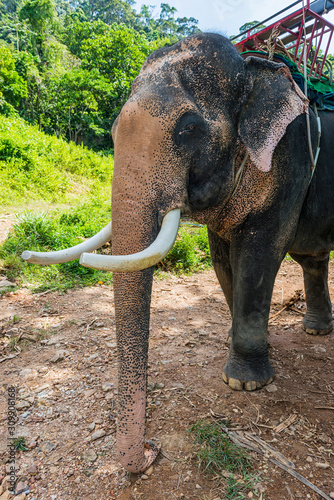 Elefant in Thailand, Asien