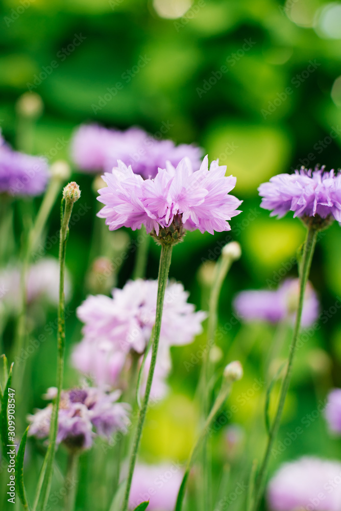 Fototapeta premium The flowers are lilac cornflowers in a green grass