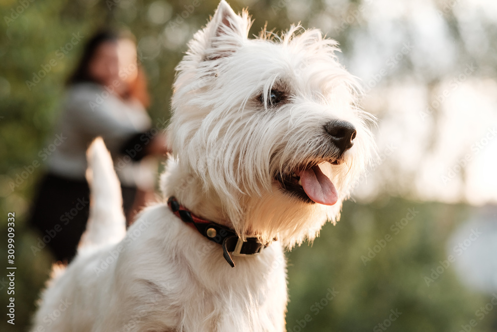 Portrait of One West Highland White Terrier in the Park Portrait of One West Highland White Terrier in the Park