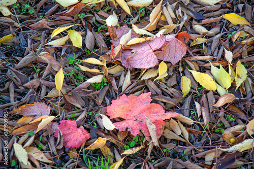 Manto de hojas secas. Otoño / Mantle of dried leaves. Autumn