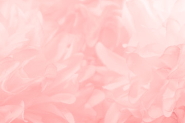 Beautiful abstract light pink feathers on white background,  white feather frame on pink texture pattern and pink background, love theme wallpaper and valentines day, white gradient