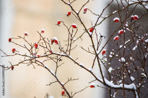 Snow covered fruits of Eglantine rose (Rosa rubiginosa).