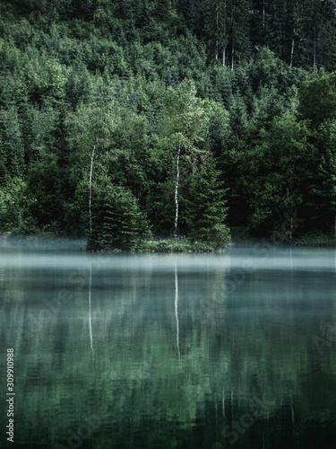 Wallpaper of green forest r...