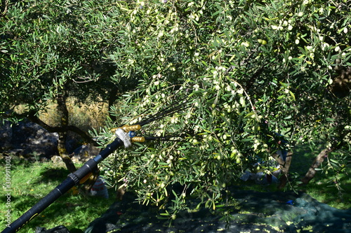 Raccolta delle olive con pettine abbacchiatore elettrico. Agrigento, Sicilia