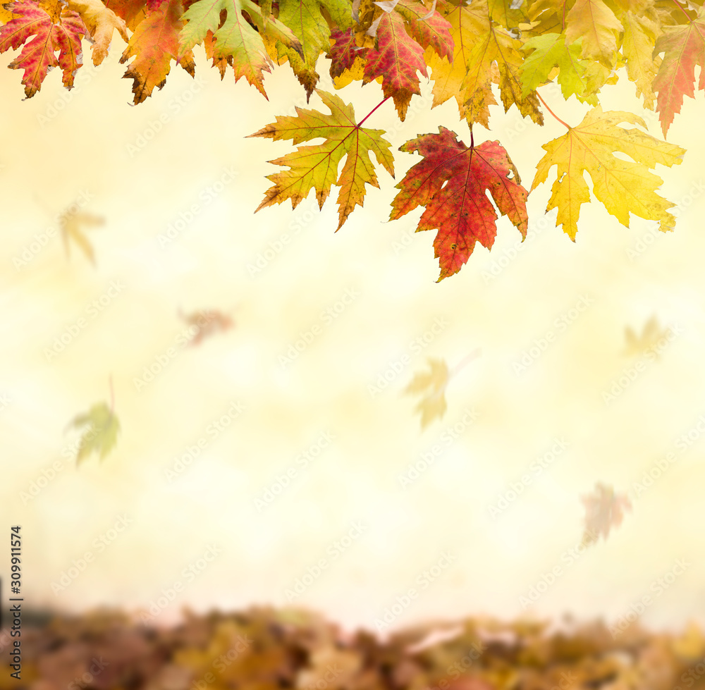 Falling autumn maple leaves natural bokeh background Falling autumn maple leaves natural bokeh background