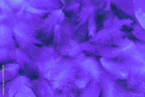 Beautiful abstract colorful blue and purple feathers on black background and soft white pink feather texture on white pattern and purple background