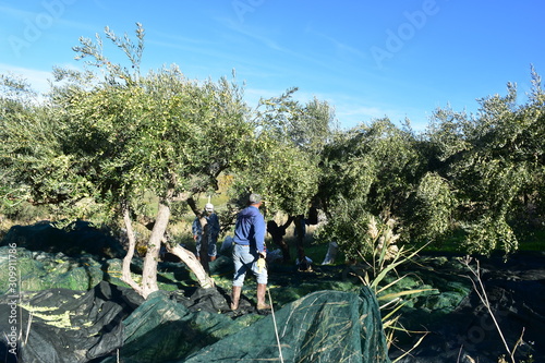 Raccolta delle olive con pettine abbacchiatore elettrico. Agrigento, Sicilia