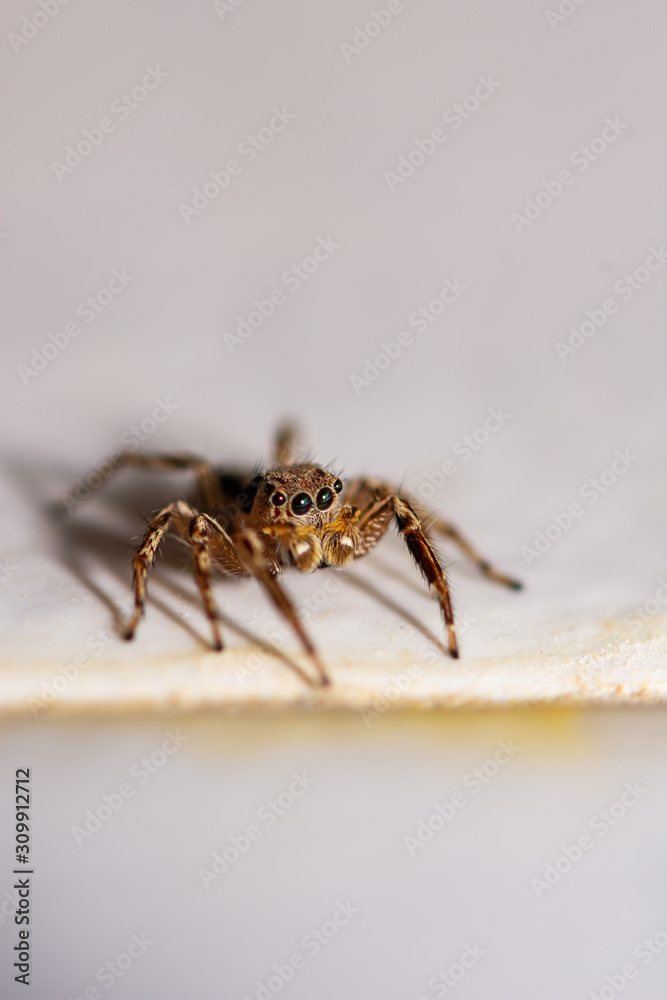 Close up jumping spiders on the wall. Close up jumping spiders on the wall.