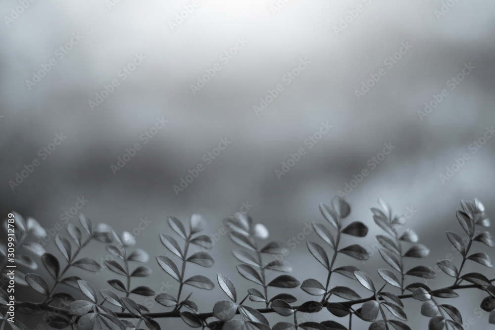The leaves and the sunlight with copy space for text - Gray tone background The leaves and the sunlight with copy space for text - Gray tone background