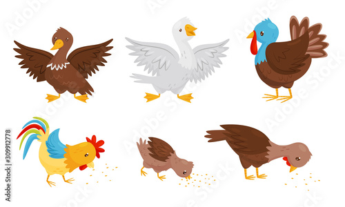 Farm Birds Collection  Poultry Chicks Breeding Duck  Rooster  Goose  Turkey Vector Illustration