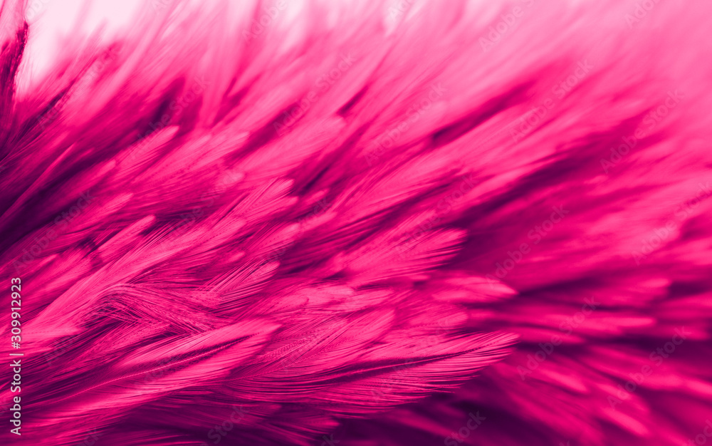 Beautiful abstract colorful white and red feathers on black dark background and soft white pink feather texture on white pattern Beautiful abstract colorful white and red feathers on black dark background and soft white pink feather texture on white pattern