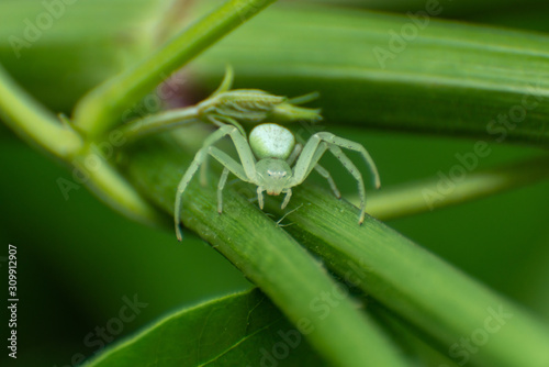 little white spider on grass © OscarLoRo