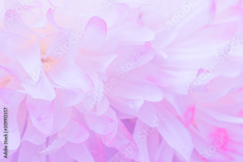 Beautiful abstract color pink and white flowers on white  background and pink flower frame and purple leaves texture background, flowers banner 