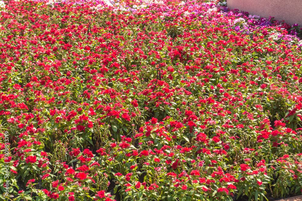 There are beautiful and colorful flowers in the garden Bangkok of Thailand