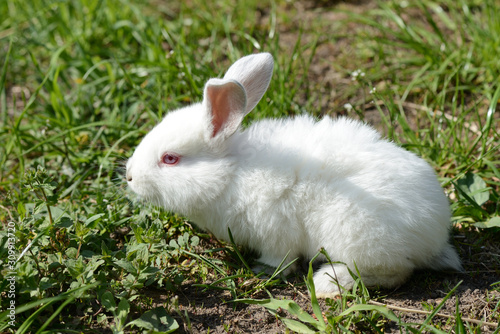 Little white rabbit in the green grass in the summer garden