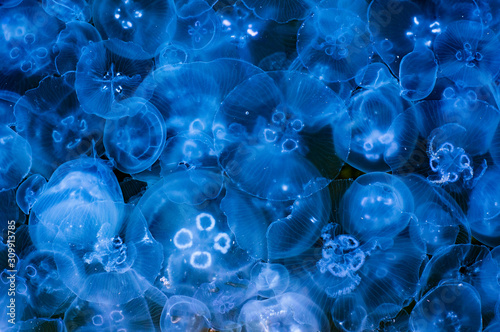 Many transparent jellyfish swim in blue water, top view.