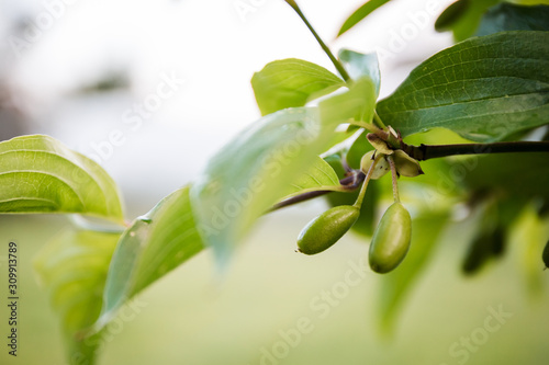 branch with actinidia fruits and green leaves close-up in a green garden