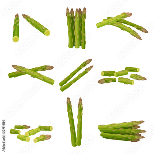 Fresh Green Asparagus Spears Vector Set with Scattered Stalks