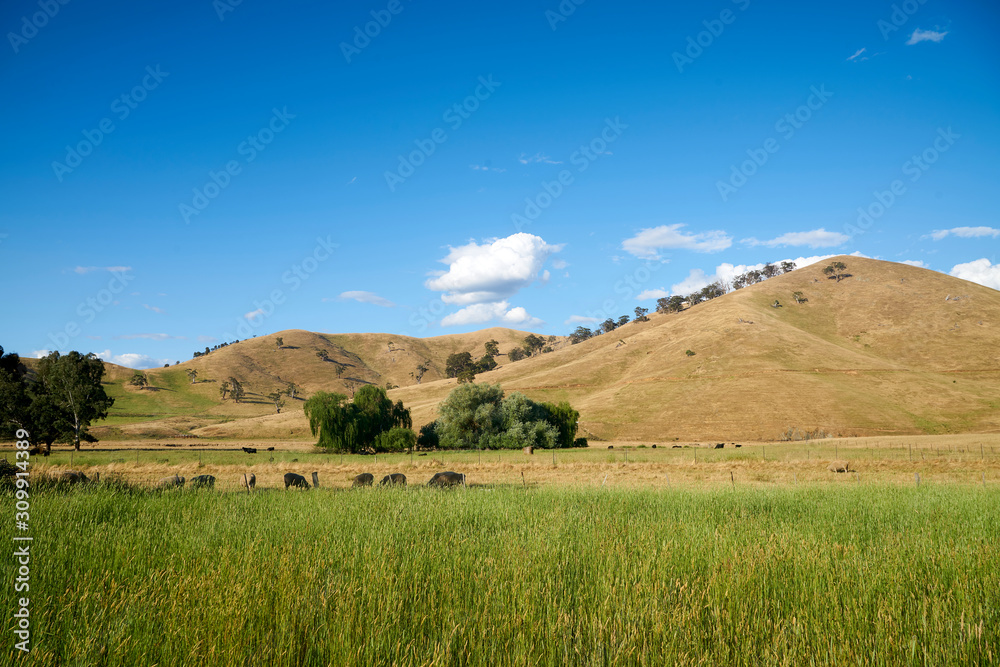 Fototapeta premium cow farm