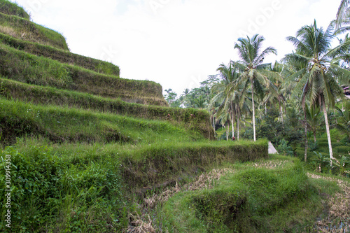 Tegalalang Reisfelder auf Bali