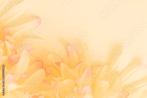 Fototapeta Naklejka Na Ścianę i Meble -  Beautiful abstract color pink and yellow flowers on white background and pink flower frame and white orange leaves texture background, flowers banner 