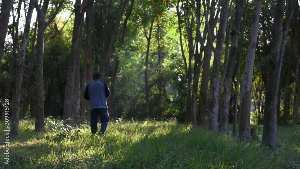 Slow motion video of a man take photo of green tree in the morning, A man walk in the green forest, Relaxing with nature with sunrise Slow motion video of a man take photo of green tree in the morning, A man walk in the green forest, Relaxing with nature with sunrise