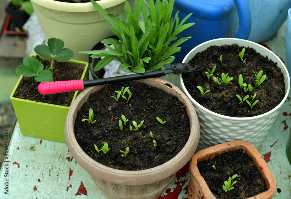 Pots with sprouts of strawberry and calendula flower with working tool on table outside. Pots with sprouts of strawberry and calendula flower with working tool on table outside.